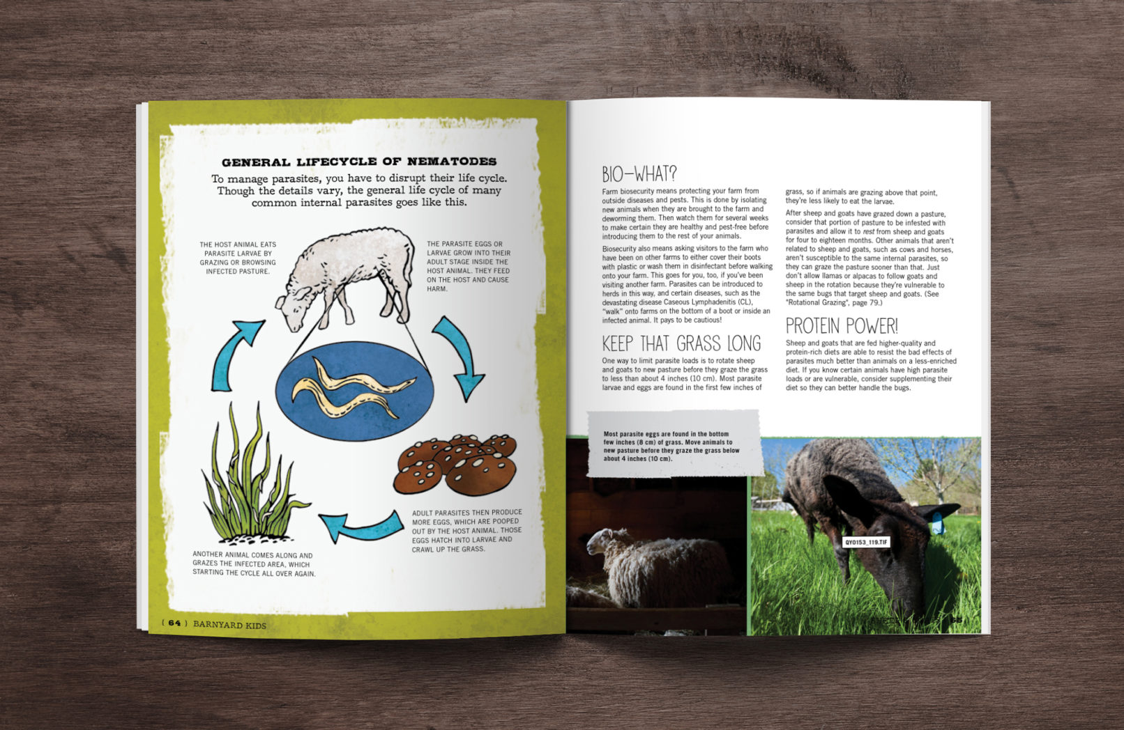 Barnyard kids book design by mattie wells